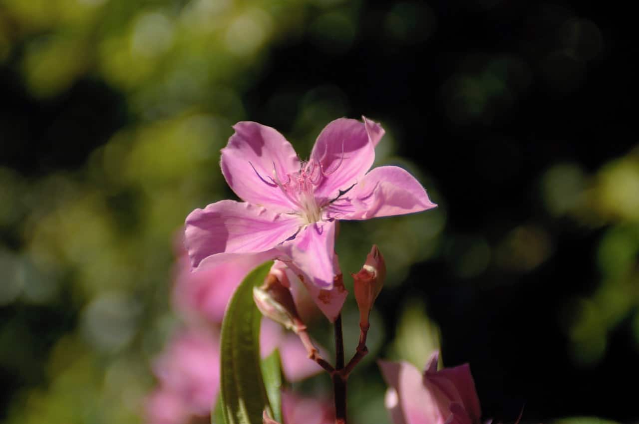 Thumbnail for The STIAS garden - part of Woordfees 2020