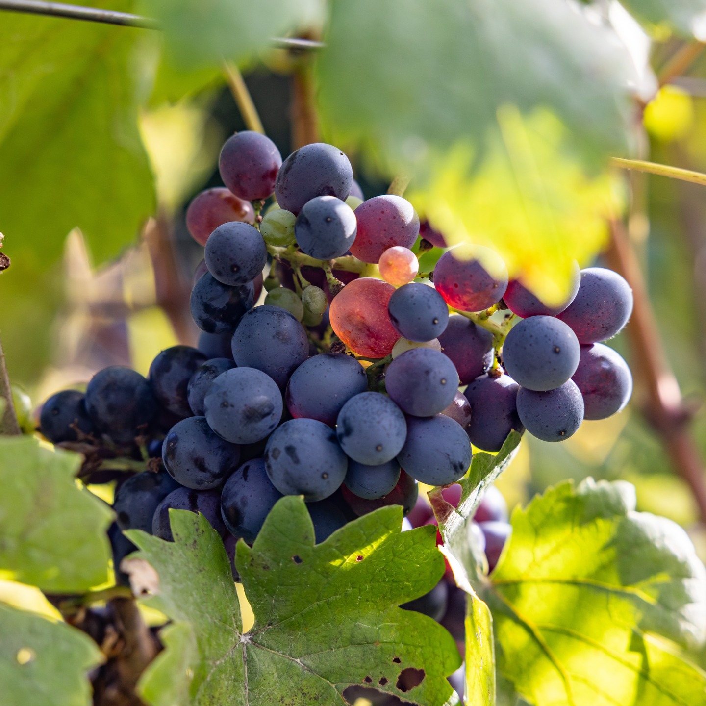 Grapes on vine